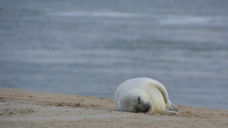 Photo of Vlieland