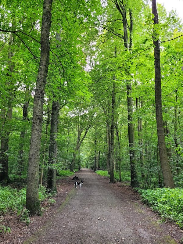 Kralingse Bos