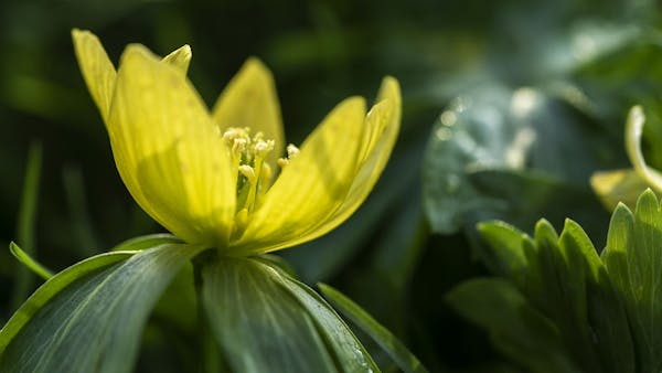 Leiden Botanical Garden