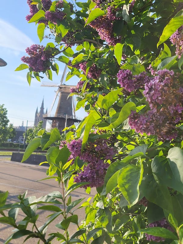 Molen de Roos