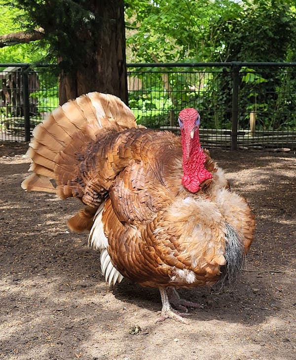 Kinderboerderij Weizigt