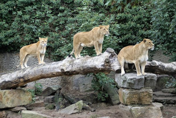 Artis Zoo